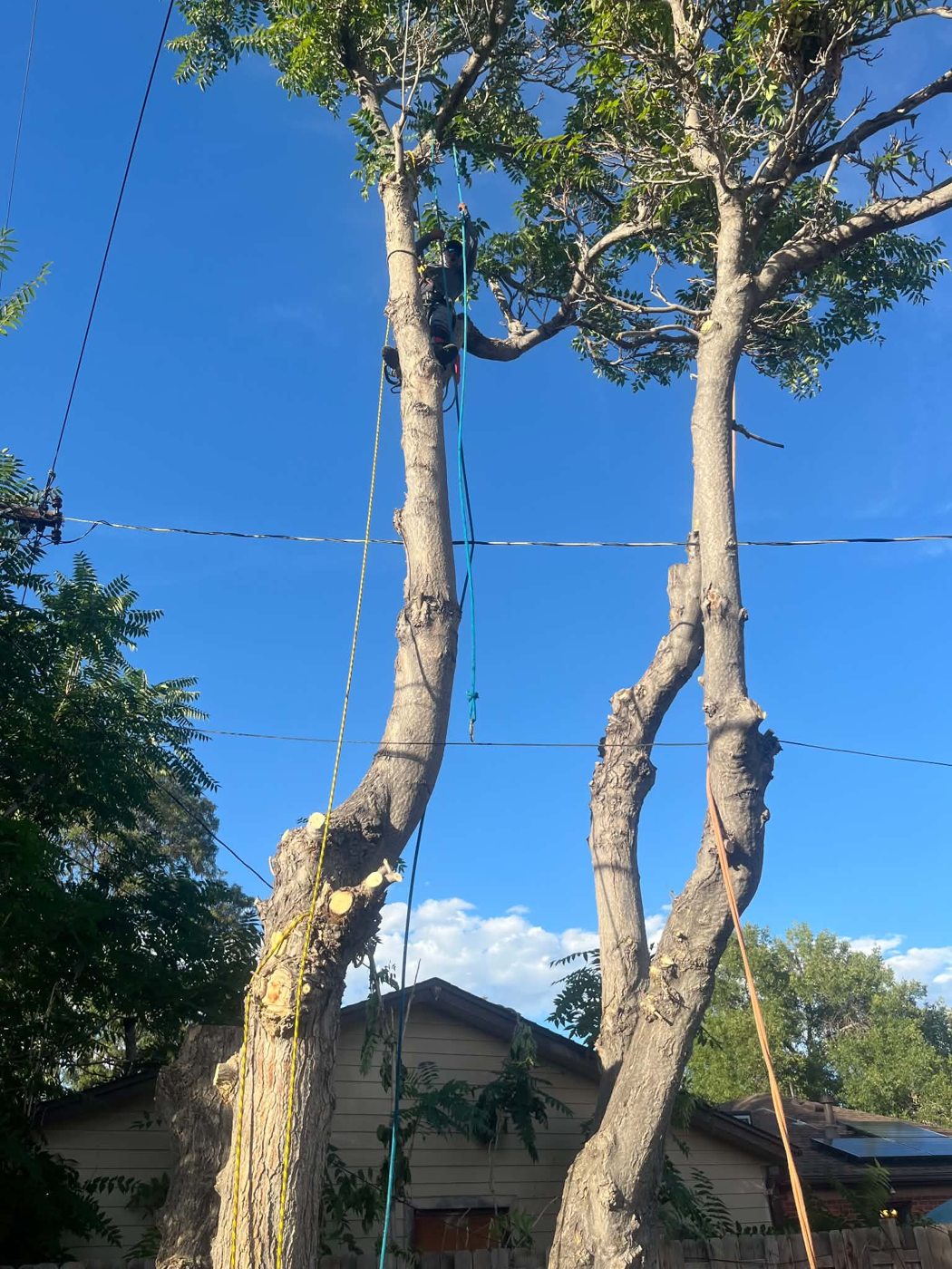 Busy Bee tree service work photo 1