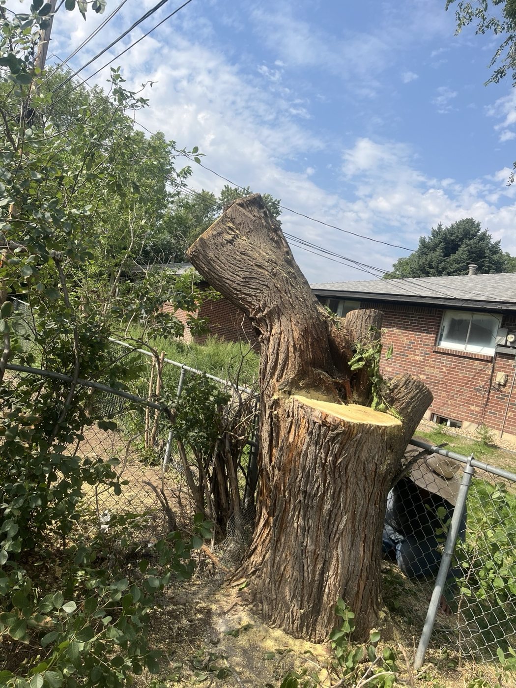 Busy Bee tree service work photo 10