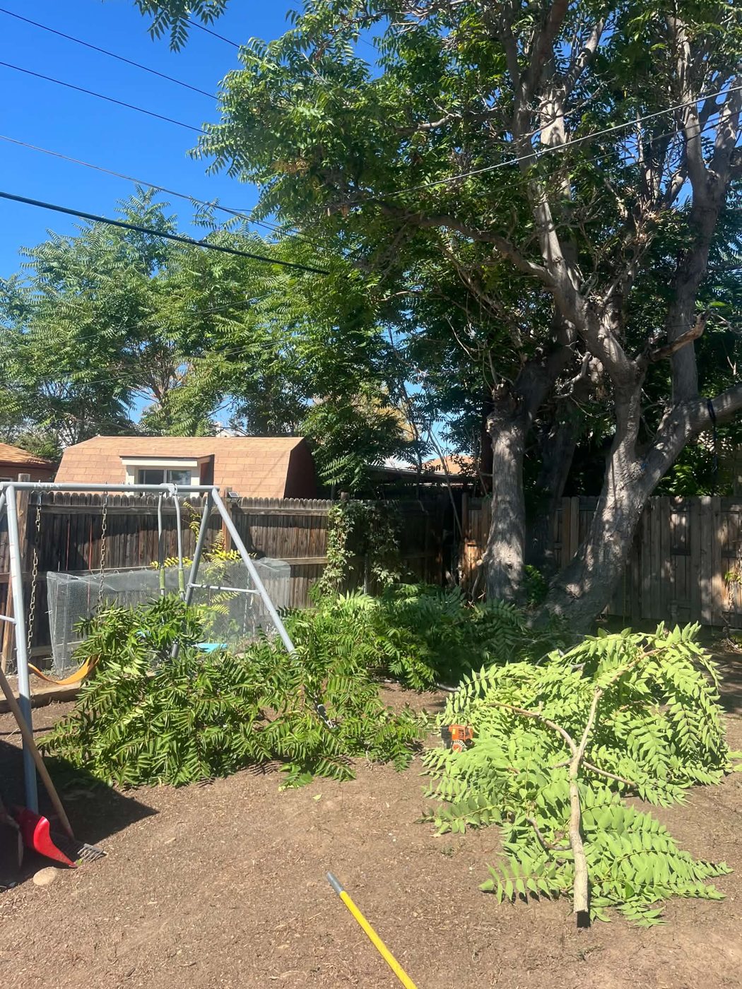 Busy Bee tree service work photo 2