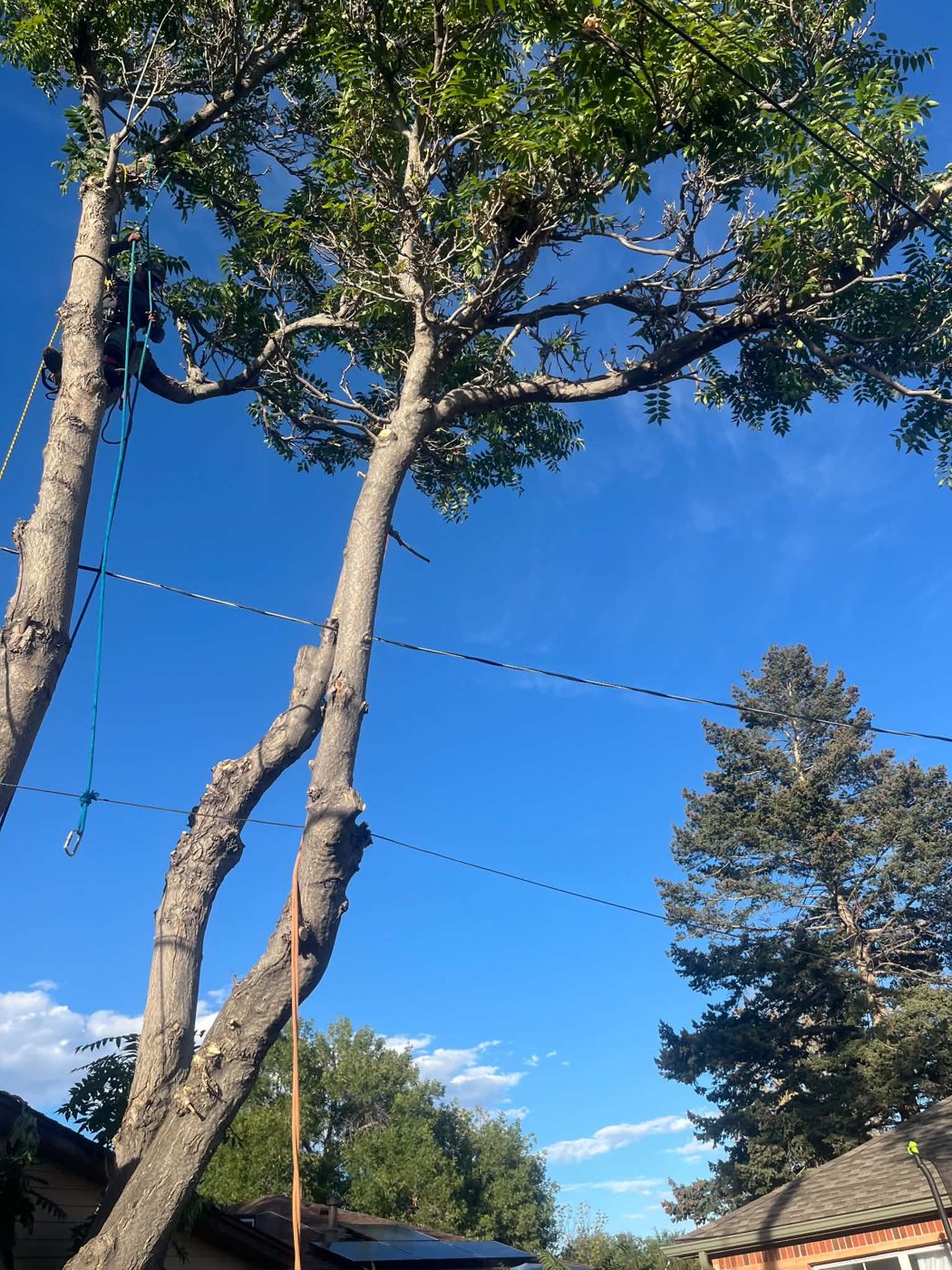 Busy Bee tree service work photo 3