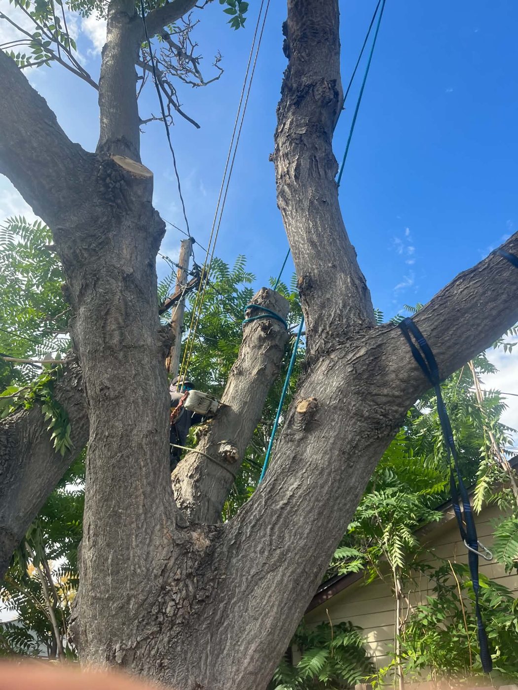 Busy Bee tree service work photo 4