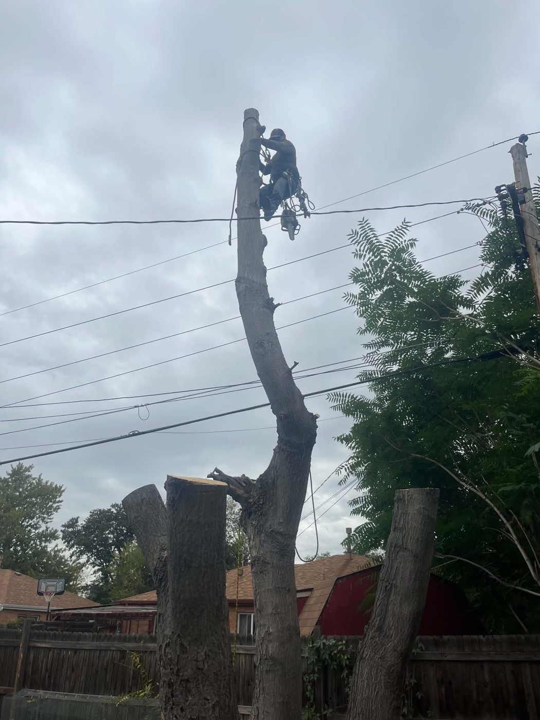 Busy Bee tree service work photo 5