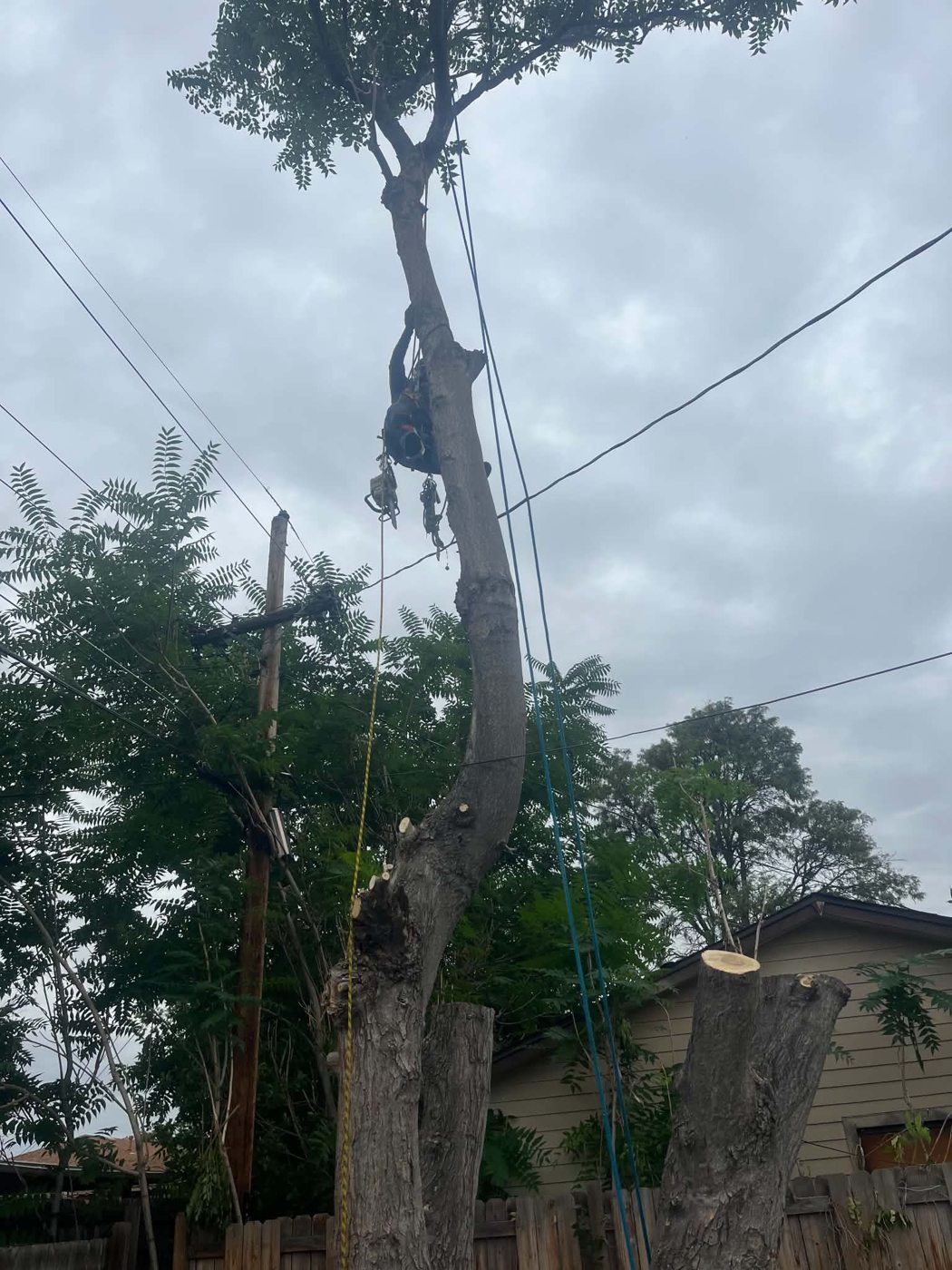 Busy Bee tree service work photo 6