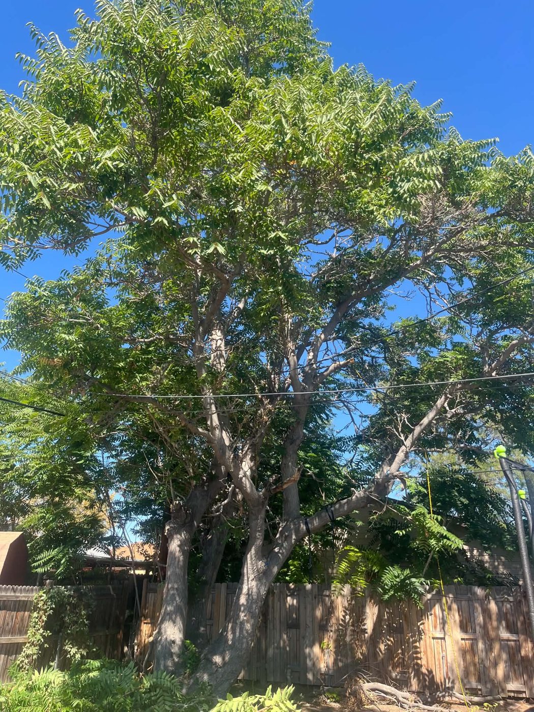 Busy Bee tree service work photo 7